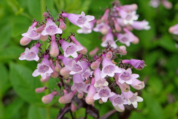 Calico Beardtongue Seeds