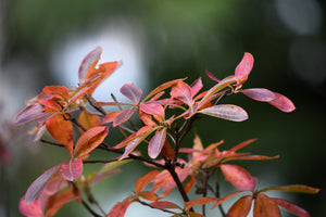 Dwarf 'Russian Almond' Shrub Seeds