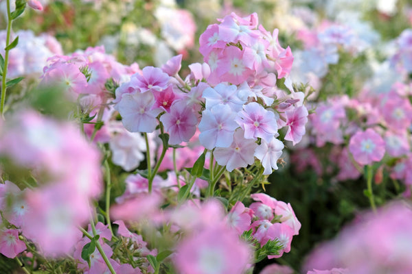 Phlox of Sheep (Pastel Mix Phlox) Seeds