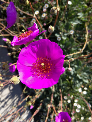 ‘Ruby Tuesday’ Rock Purslane Seeds