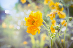 Lady Stratheden Geum Seeds