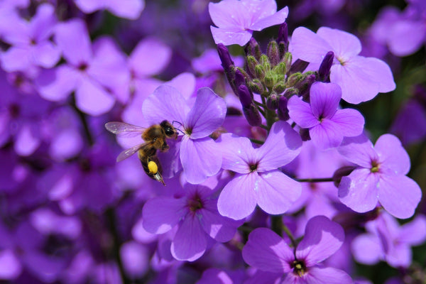 Dame's Rocket (Danask Violet) Seeds