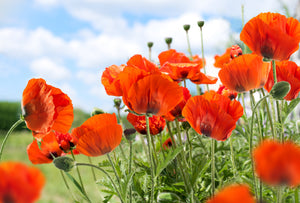 Oriental Red Mix Poppy Seeds
