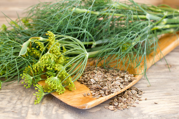 Bouquet Dill Seeds
