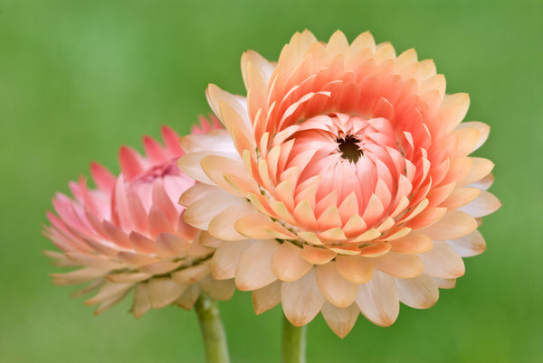 Organic Apricot & Peach Strawflower Seeds