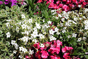 White Nicotiana Seeds - Certified Organic
