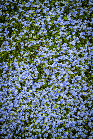 Creeping Blue Speedwell Seeds