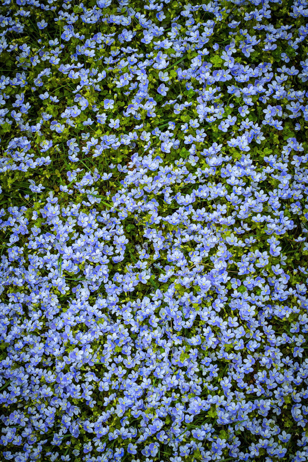Creeping Blue Speedwell Seeds