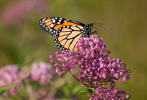 Swamp Milkweed Seeds