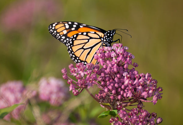 Swamp Milkweed Seeds