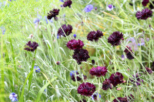 Black Bachelor's Button Seeds