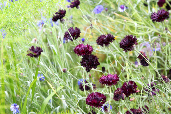 Black Bachelor's Button Seeds