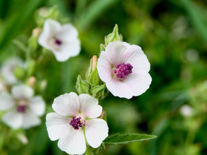 Marsh Mallow Althaea Seeds