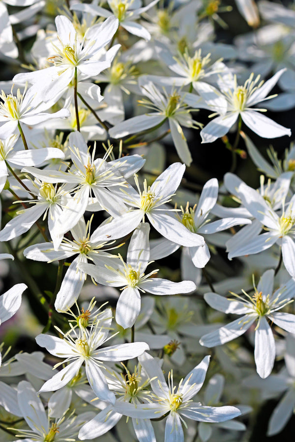 Sweet Autumn Clematis Seeds