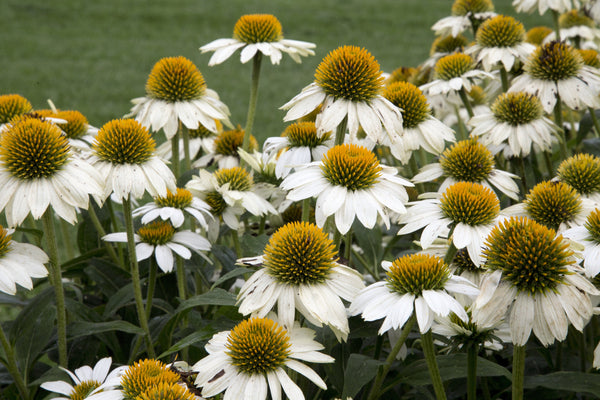 White Coneflower Seeds