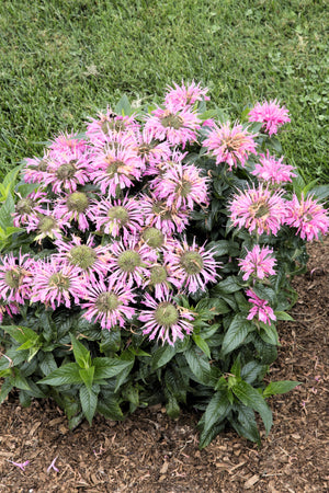 Dwarf Pink bee Balm Seeds