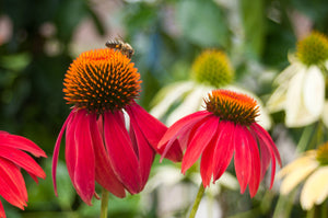 Cheyenne Spirit Coneflower Seeds