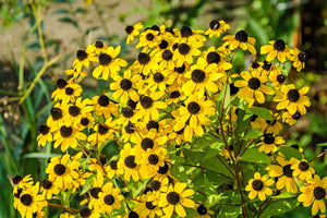 Brown Eyed Susan Seeds