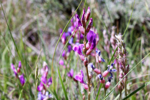 Purple Locoweed Seeds