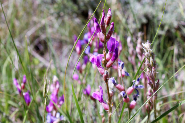 Purple Locoweed Seeds