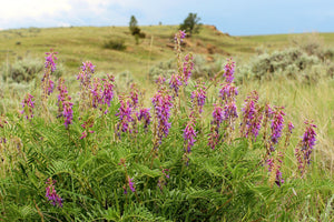 Purple Locoweed Seeds