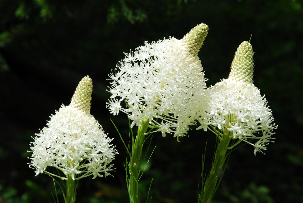 Bear Grass Seeds