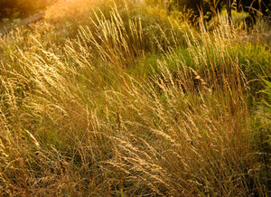 Tufted Harigrass Seeds