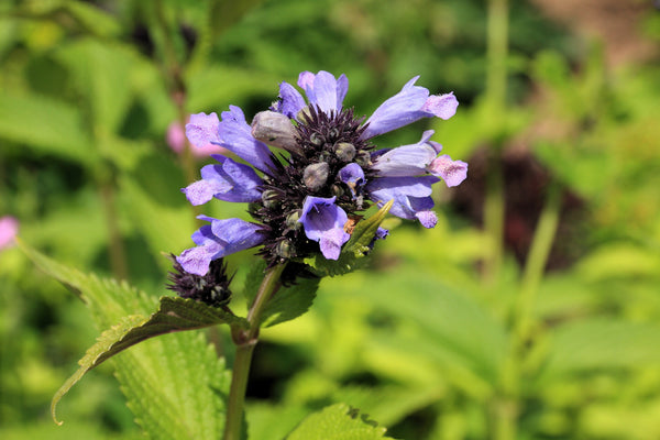 Japanese Catnip Seeds