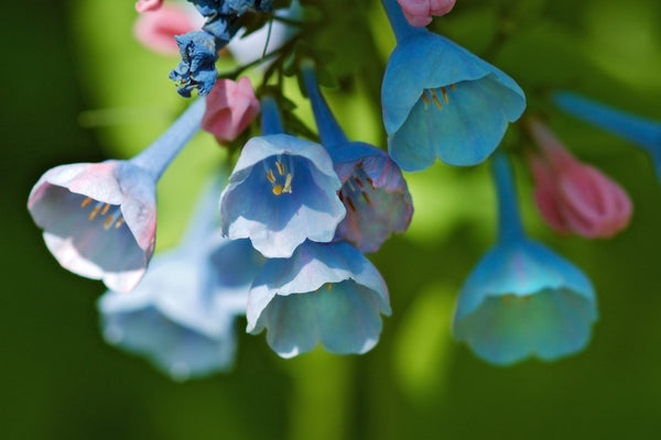 Virginia Bluebells Seeds