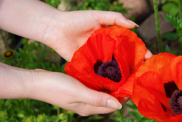 Oriental Red Mix Poppy Seeds