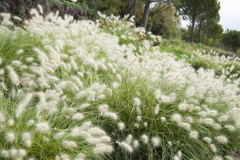 White Fountain Grass Seeds