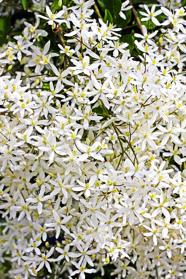 Sweet Autumn Clematis Seeds