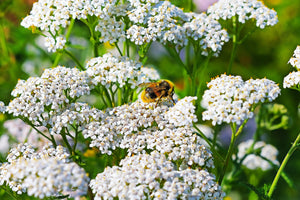 White Yarrow Seeds