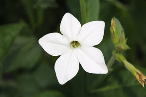 White Nicotiana Seeds - Certified Organic