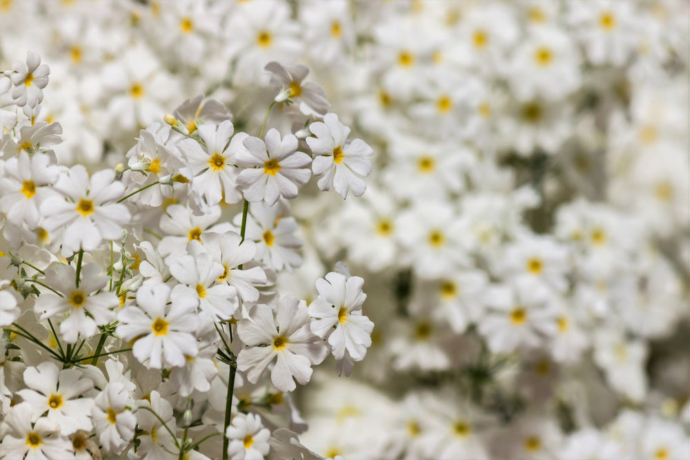 Fairy Primrose Seeds