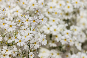 Fairy Primrose Seeds