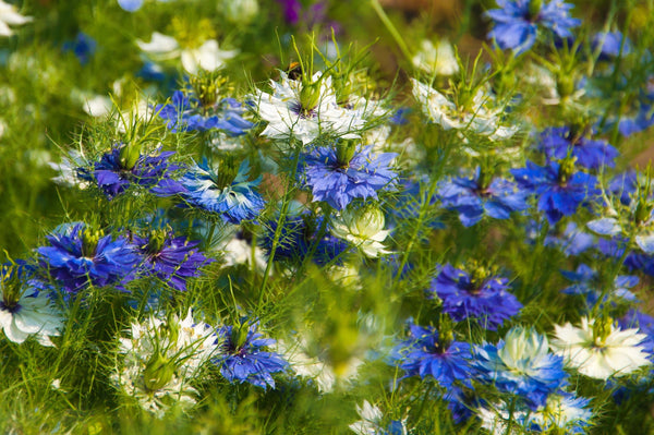 Love In A Mist Fennel Flower Seeds - Blue and White Mix