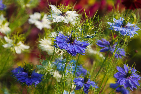 Love In A Mist Fennel Flower Seeds - Blue and White Mix