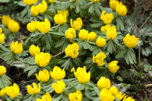 Winter Aconite Seeds