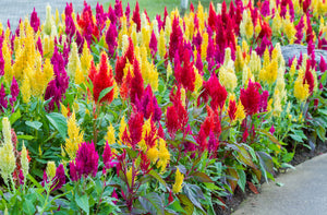 Celosia Pampas Plumes - Mix Seeds