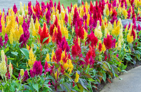 Celosia Pampas Plumes - Mix Seeds