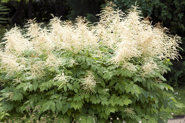 Goat's Beard Seeds