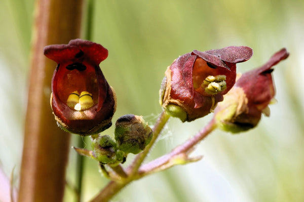 Late Figwort Seeds
