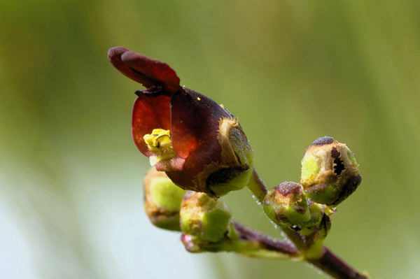 Late Figwort Seeds