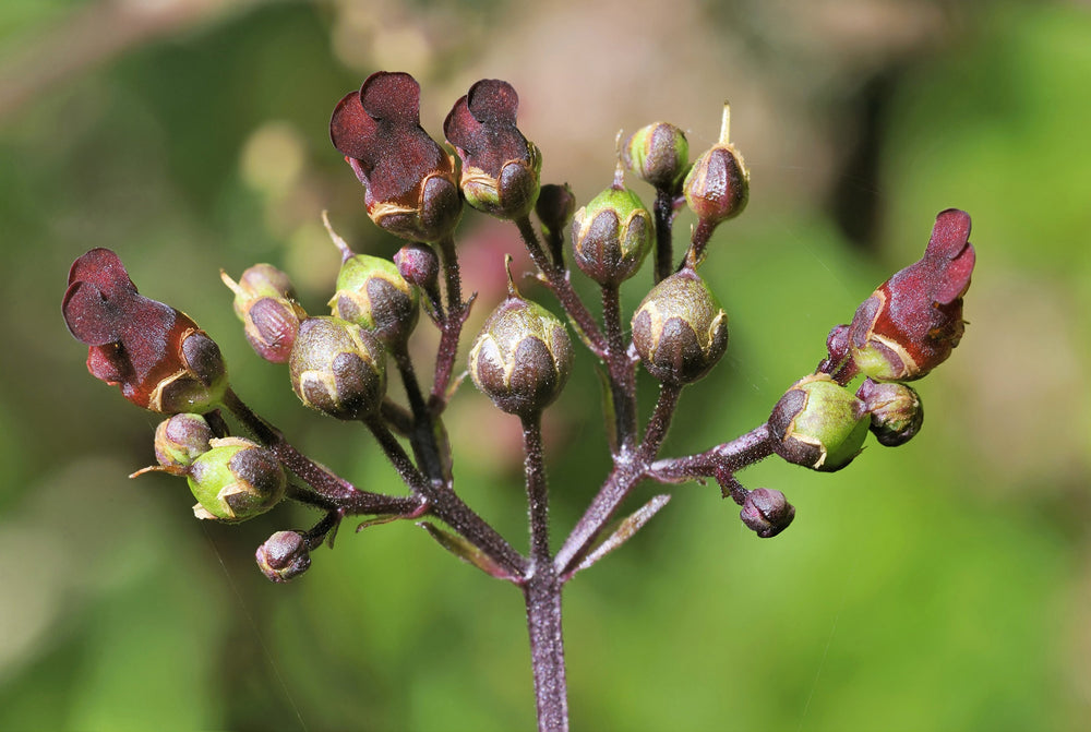 Late Figwort Seeds
