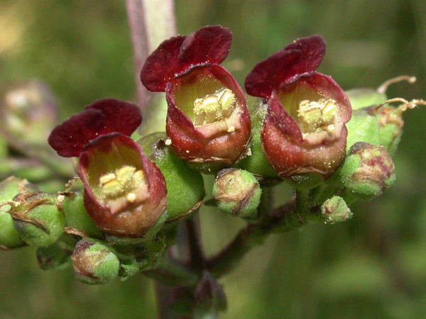 Late Figwort Seeds