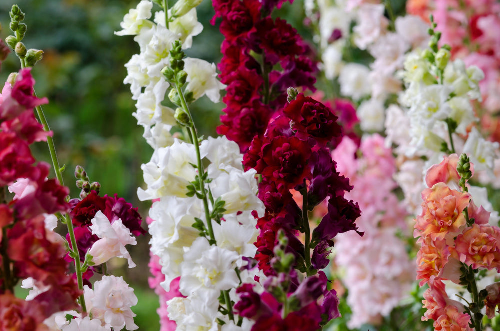 Madame Butterfly Snapdragon Seeds