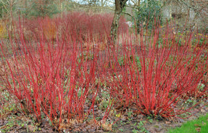 Red Twig Dogwood Seeds