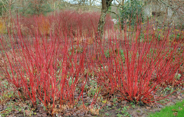 Red Twig Dogwood Seeds