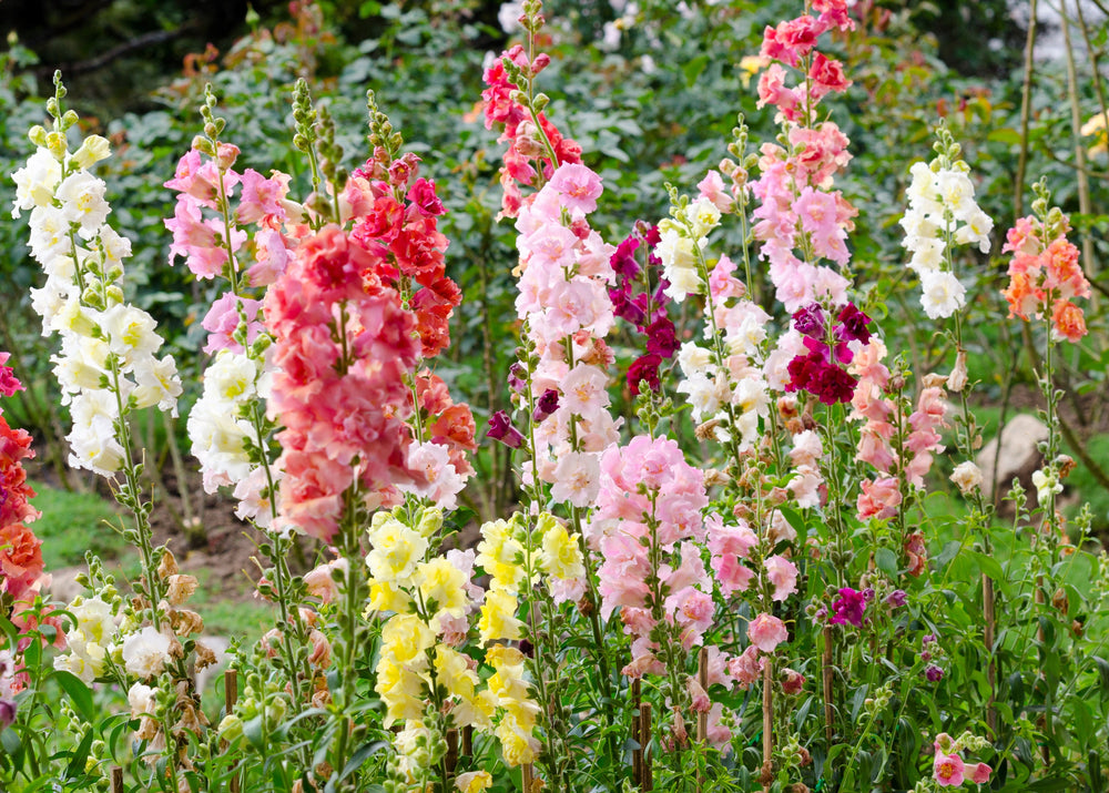 Madame Butterfly Snapdragon Seeds